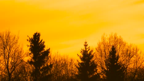 Static-shot-of-deep-yellow-sunset-sky-with-tree-silhouette,-Latvian-nature