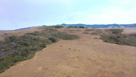 Moving-In-Aerial-Shot-Of-Elk-Deer-Wildlife-Grazing-On-A-Remote-Central-California-Hillside-To-Reveal-Remote-Coastal-Mountains-And-Hills