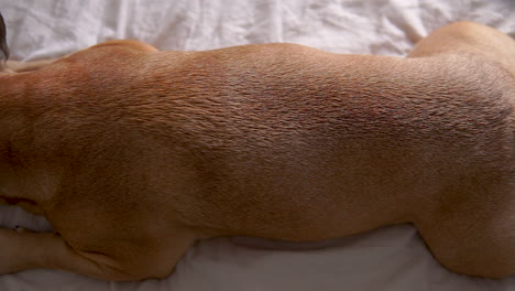 Top-down-view-of-brown-french-bulldog