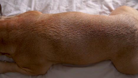 top down view of brown french bulldog