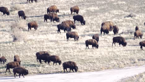 rebaño de bisontes americanos o búfalos pastando en el prado