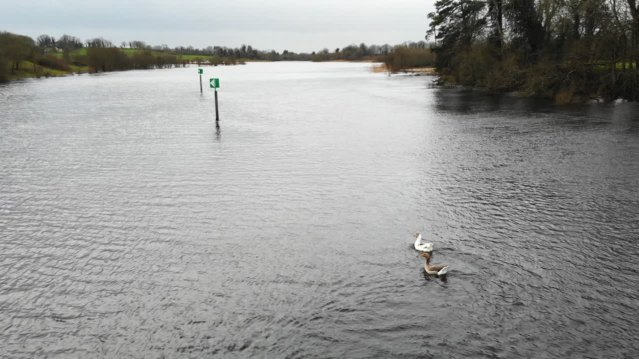 antena - grupo de patos nadando en fila en el lago, puente cercano y campo de hierba