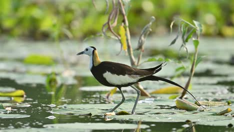a detailed close-up of the pheasant-tailed jacana, highlighting its striking plumage, sharp features, and natural elegance in a wetland setting