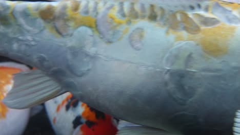 koi swim and feed underwater in pond