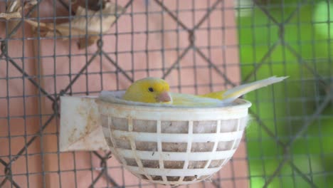 Canary-bird-in-a-nest-feeding-baby-birds-inside-cage