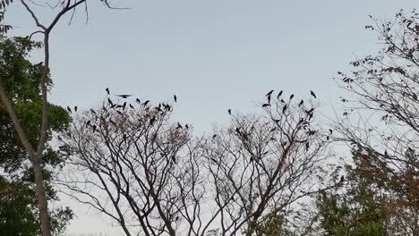 A-group-of-spooky-black-ravens-flies-around-the-treetops,-setting-a-Halloween-scene