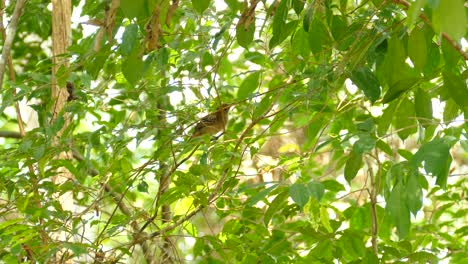 beautiful exotic bird sitting on vibrant tree branch and flies away