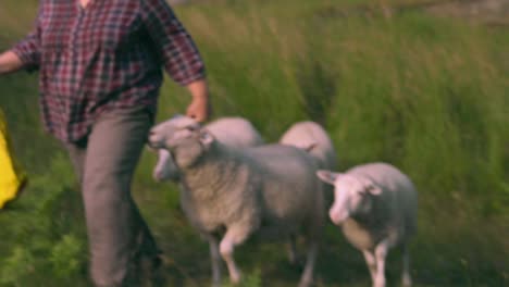 farmer woman feeds sheep