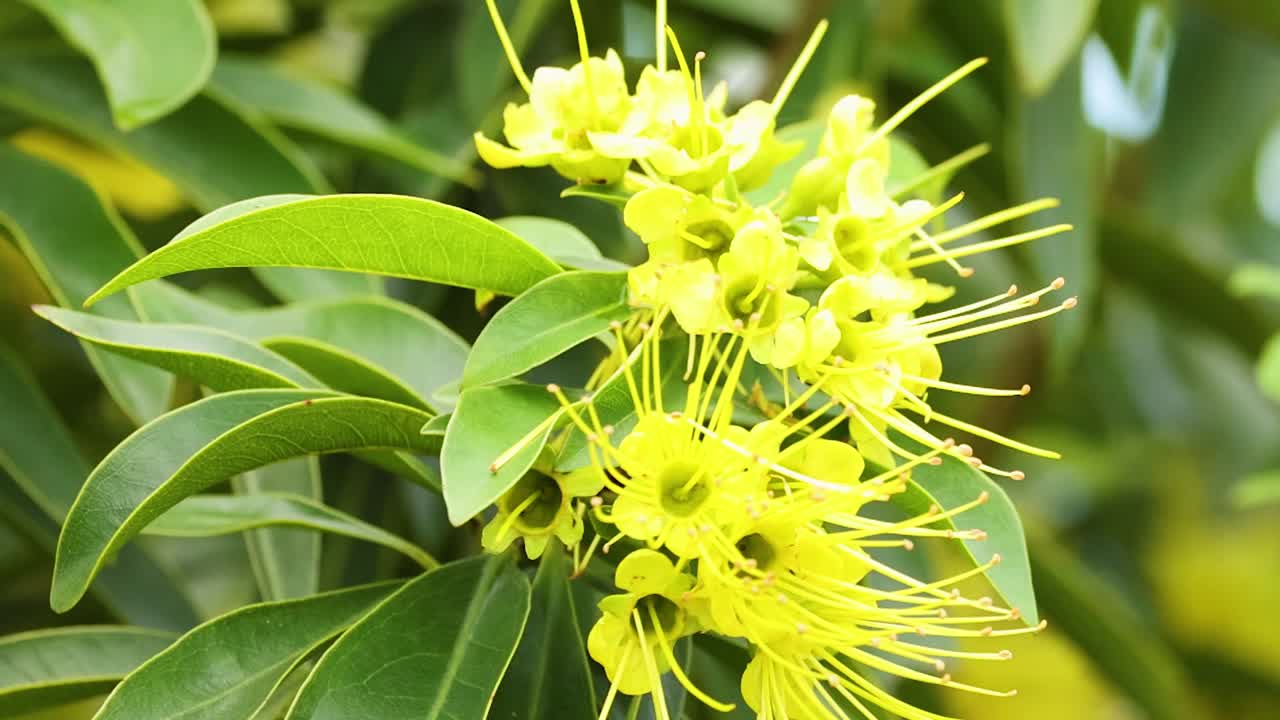 Livfulla gula blommor med långa ståndare ramas in av frodiga gröna blad i dagsljus