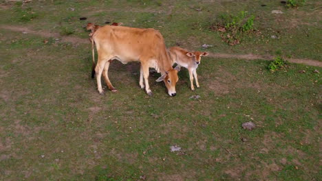 filmagem aérea em close-up de uma vaca e um bezerro em um campo gramado em uma fazenda, drone