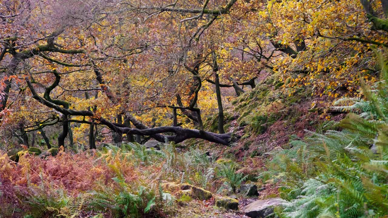 Peaceful autumn and winter woods, a tranquil stream running by the riverbank, golden oak trees, and falling bronze leaves