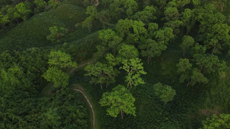 Vista-Aérea-A-Vista-De-Pájaro-De-La-Finca-De-Té-Y-La-Selva-Tropical-En-Sylhet,-Bangladesh