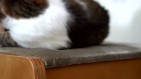 cute green-eyed cat resting on the wooden chair