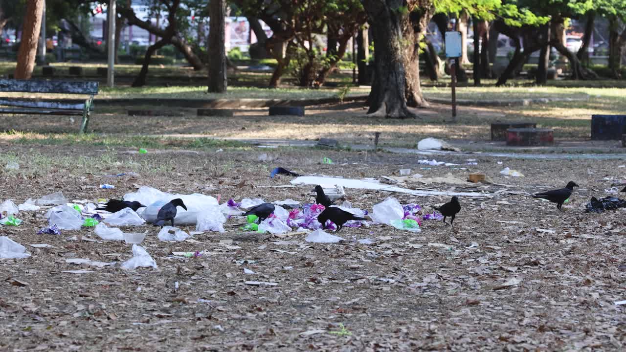 Crow scavenging near trash in a park setting