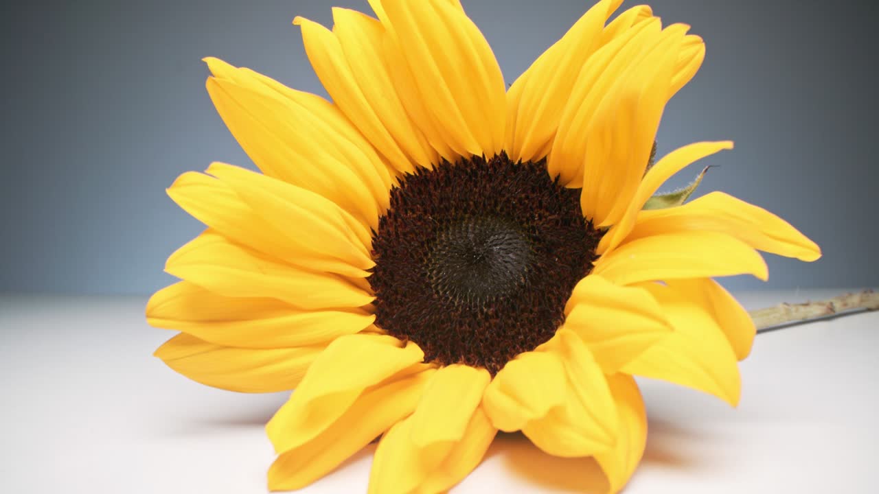 매크로 밝은 선글라스