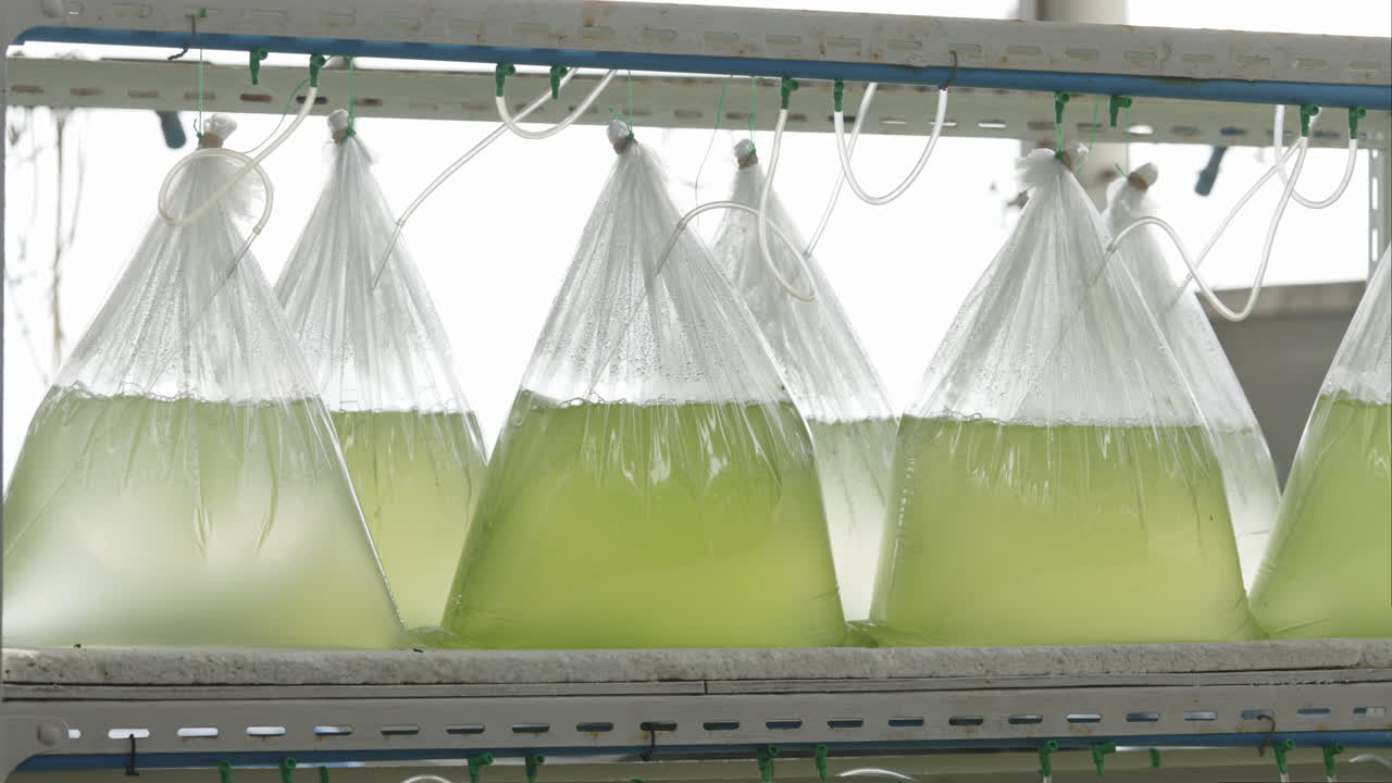 Fish Farming in Plastic Bags