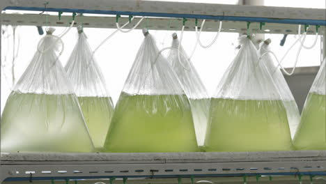 fish farming in plastic bags