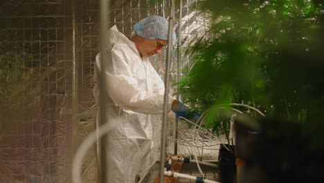 marijuana cultivation in controlled environment