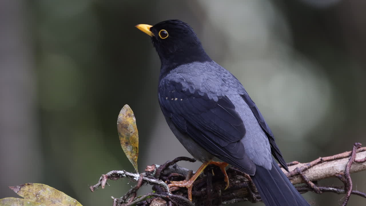 Close-up wild South American Yellow-legged Thrush bird in tropical rainforest jungle forest-3