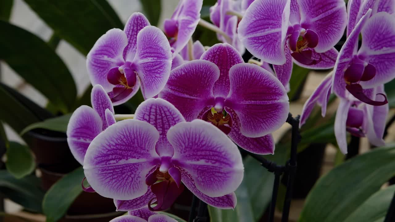 Ripresa grandangolare di una serra piena di orchidee vivaci, che cattura un'atmosfera rigogliosa e tranquilla.