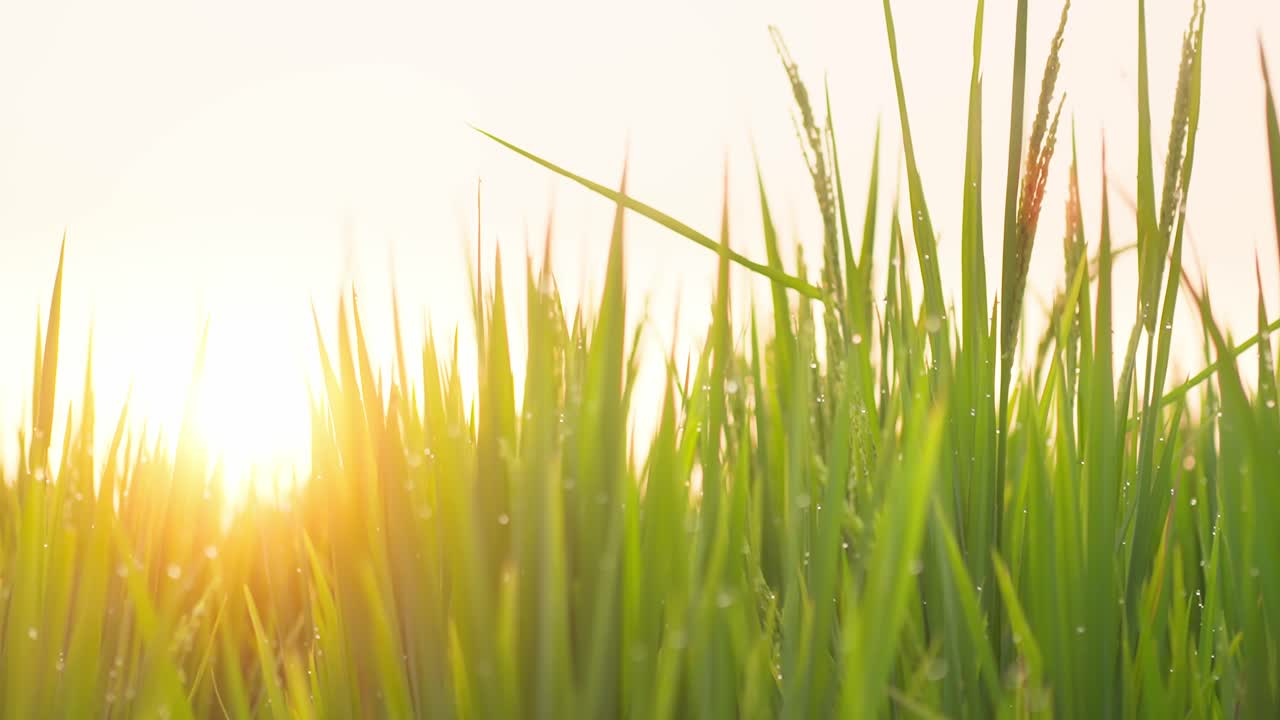 los rayos dorados del sol golpeando la hermosa hierba verde de los campos de arroz en slowmo