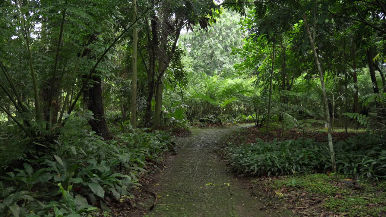 Overgrown path in a lush green forest surrounded by vibrant trees and foliage