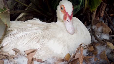 pato muscovy blanco sentado en el nido de cerca, muerde para proteger el nido