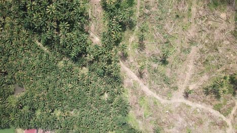 vista aérea de la plantación de palma aceitera y la actividad de limpieza de tierras.