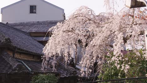 sunset over sakura trees and japanese traditional home roofs in yoshino nara