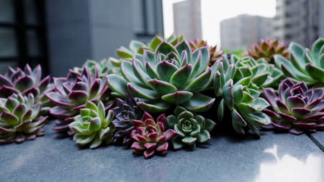 vibrant succulents on a modern surface