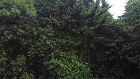 Crane-up-aerial-reveal-of-deciduous-forests-in-the-countryside-of-Canterbury-Kent---Reveal-over-acres-of-fir-trees