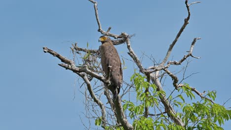 Facing-to-the-left-and-raises-its-head-up-and-then-flies-away,-beautiful-morning-with-blue-sly,-Crested-Serpent-Eagle-Spilornis-cheela,-Thailand