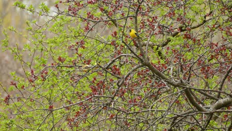 american goldfinch perched on a tree branch in an enchanted forest - wide shot