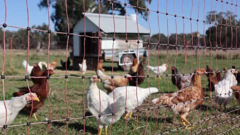 a shot looking through a portable electric fence containing chickens with a chicken coop in australia