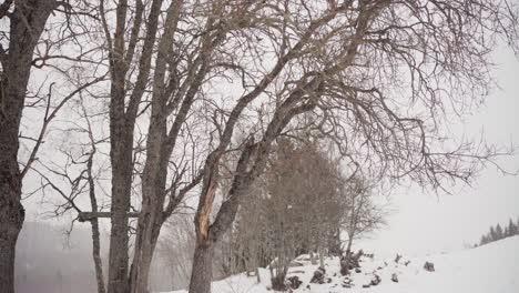 Hombre-Cortando-Tronco-De-árbol-Con-Motosierra-En-El-Bosque-En-Invierno---Plano-Amplio