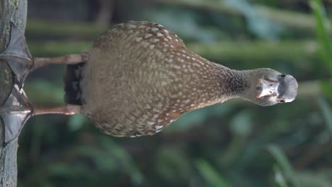 speckled bird with webbed feet on a tree trunk