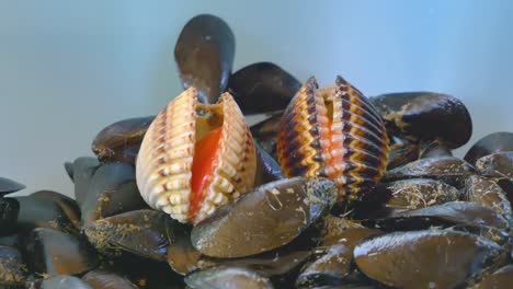 recipiente de plástico lleno de mejillones frescos en la mesa de madera