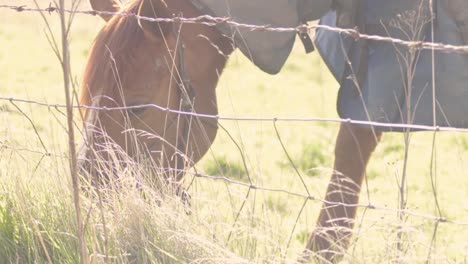 chestnut horse grazing in field