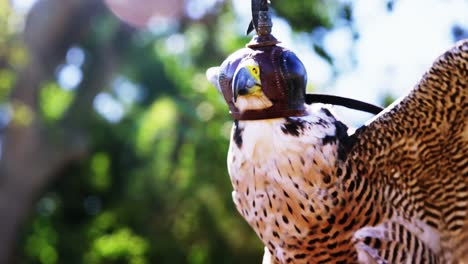 Close-up-of-falcon-eagle-with-spread-wings