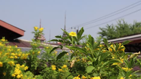 a yellow flower in a lush garden