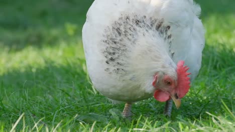 white chicken on green grass in the garden slow motion white chicken on green grass in the garden slow motion