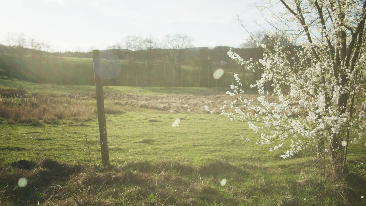 에서 평화로운  나무 근처에서 황금빛으로 아지는 꽃, 사과 오르키데에서 꽃이 피는  나무, 독일, 유럽, 농경지, 4k