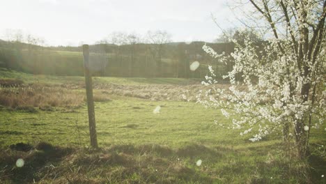flurries in golden light near peaceful white trees in field | blooming white trees in apple orchid, farmland in germany, europe, 4k