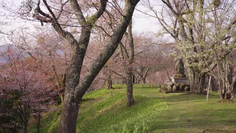 árboles-De-Sakura-Sobre-La-Tranquila-Escena-Del-Parque-De-Montaña-En-La-Montaña-Yoshino