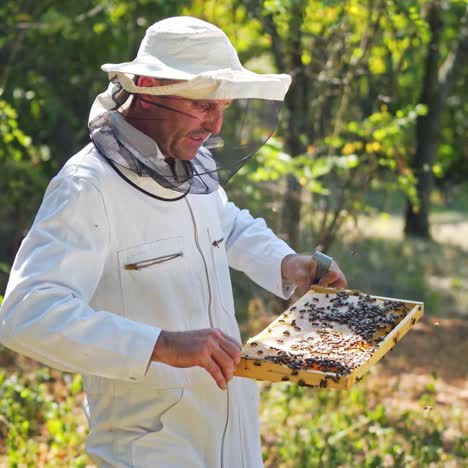 beekeeper works with bees and beehives in the apiary. beekeeping concept