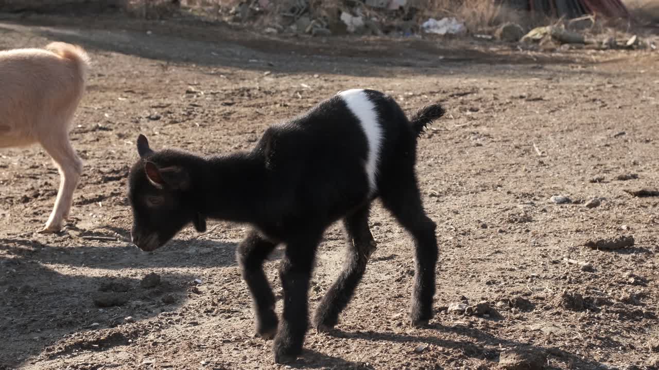 Charming baby goat playfully walking across a picturesque farm