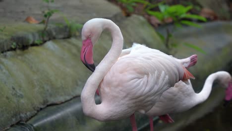 exótico flamenco mayor, phoenicopterus roseus con pico rosa con una punta negra restringida, de pie con una pierna en el estanque de agua en el parque de vida silvestre langkawi, movimiento de mano de vida silvestre primer plano