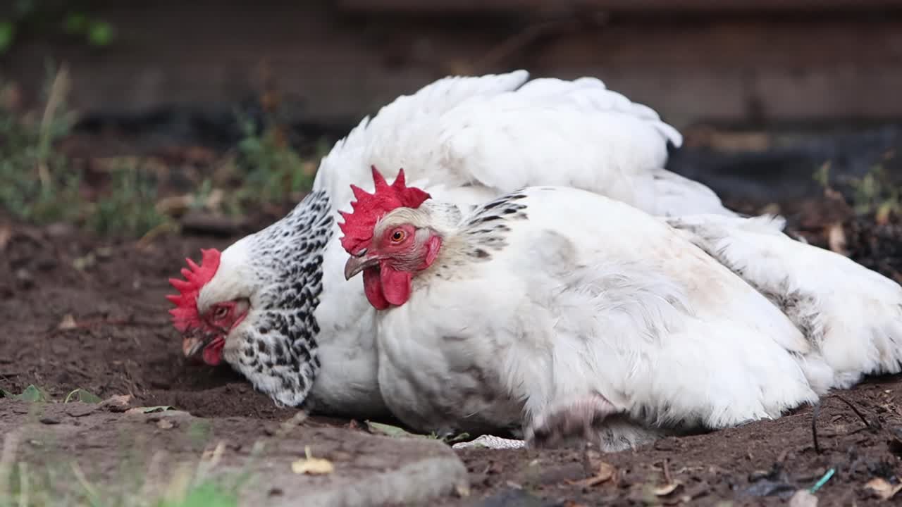 Two Light Sussex hens dust bathing in a back garden. Summer. UK