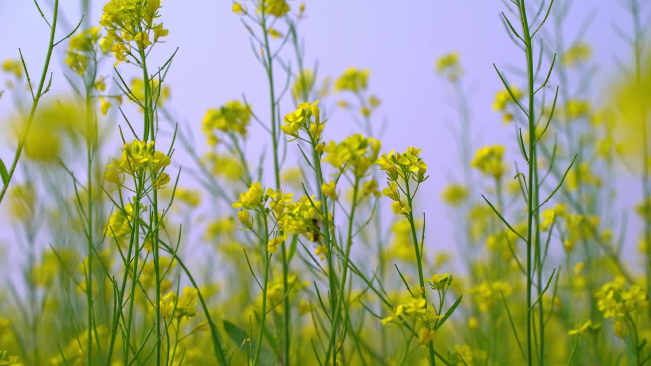 las abejas están recolectando miel de las flores en vastos campos de mostaza