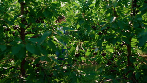 Agricultural-specialist-inspecting-harvest-of-trees-in-green-garden-with-tablet